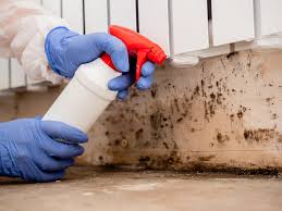 Best Mold Odor Removal Services  in Jasper, GA